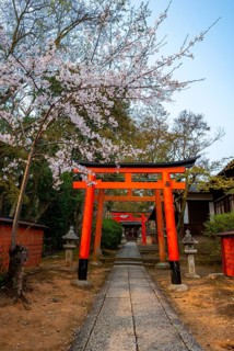 Blooming cherry trees, red torii gates at Takenaka-Inari-Jinja Shrine, Kyoto, Japan