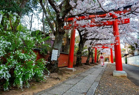 Japanese woman wearing kimono under blossoming cherry trees, Torii Gate at Takenaka-Inari-Jinja
