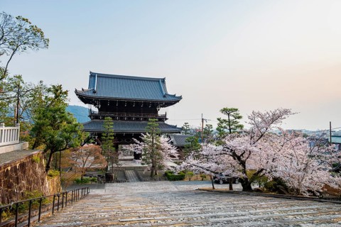 Sanmon Gate in evening light with blooming cherry trees, Buddhist temple, Konkai-Komyoji temple,