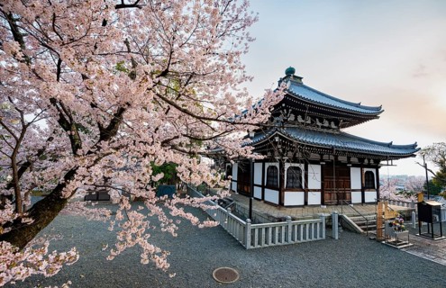 Nokotsudo in evening light with blooming cherry trees, Buddhist temple, Konkai-Komyoji temple,
