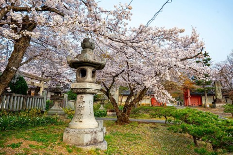 Stone lantern and blooming cherry trees, Shinsho Gokurakuji or Shinnyo-do temple, Japanese cherry