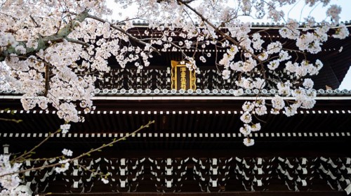 Detail of Sanmon Gate and blooming cherry trees, Konkai-Komyoji Temple, Buddhist Temple, Kyoto,