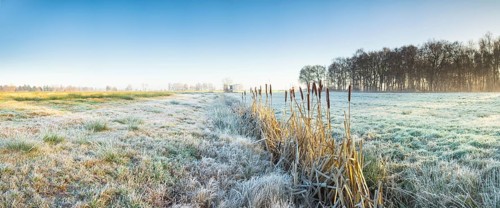 View across a pasture along a small ditch where bulrushes (Typha) grow, Wehden, Cuxhaven, Lower