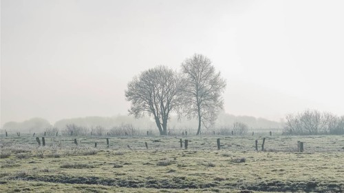 Picture of two trees defusing back light in winter, winter, Wehden, Cuxhaven, Lower Saxony, Germany