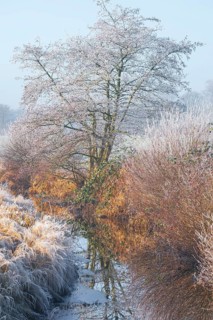 Winter detailed view of vegetation growing on a ditch, Winter, Wehden, Cuxhaven, Lower Saxony,