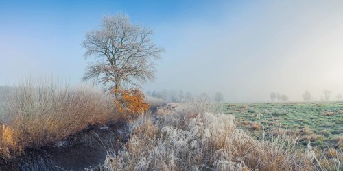 View along a ditch where trees and grasses grow on the shore and the morning dew is frozen, Winter,