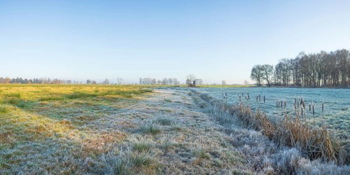 View across a pasture along a small ditch where bulrushes (Typha) grow, winter, Wehden, Cuxhaven,