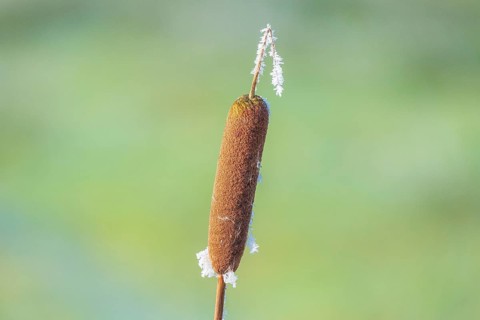 Close-up of a cattail (Typha) that is slightly frozen, Wehden, Cuxhaven, Lower Saxony, Germany