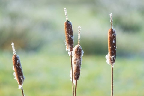 Close-up of cattails (Typha) that are slightly frozen, Wehden, Cuxhaven, Lower Saxony, Germany