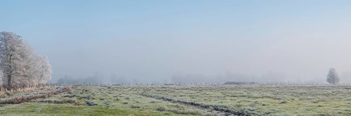 Panoramic view over a willow on a row of trees in fog in winter, Wehden, Cuxhaven, Lower Saxony,