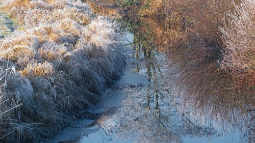Winter detailed view of vegetation growing on a ditch, Winter, Wehden, Cuxhaven, Lower Saxony,