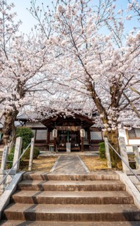 Hoden-ji temple, Japanese cherry blossom, Sakura, Kyoto, Japan