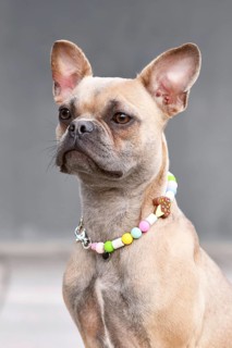 Portrait of French Bulldog with long healthy nose wearing Em ceramics anti-thick necklace in front