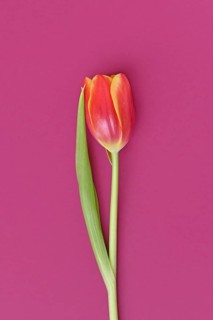 Single dark pink tulip flowers with yellow tips on pink background