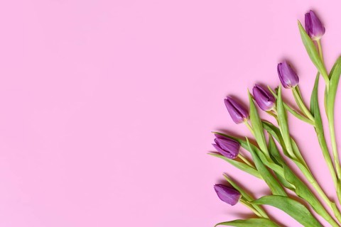 Purple tulip flowers on side of pink background. Floral spring background with copy space