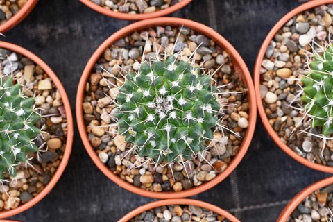 Top view of small 'Mammillaria Carnea' cactus in flower pot with stones