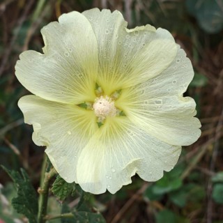 A white flower, hollyhock (Alcea) in close-up with dewdrops on the petals amidst greenery, Debed
