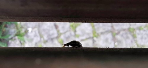 Close-up of a small beetle crawling through a narrow light gap on wood, Berlin