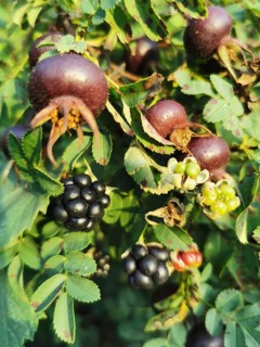 Rosehips (rosa spinosissima) and blackberries (rubus) on shrubs with green foliage in the sunlight,