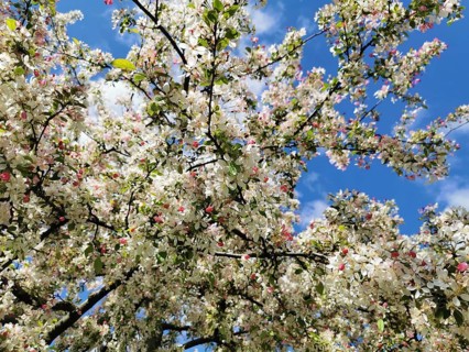 Large crown of an ornamental apple tree (malus) full of white and pink blossoms, spring atmosphere