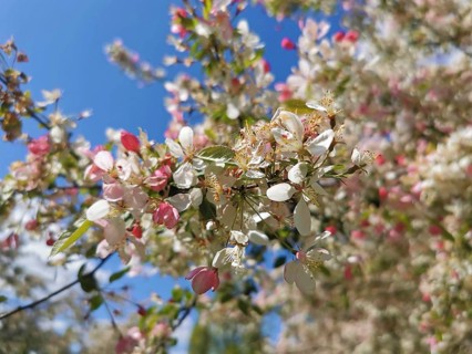 Flowering ornamental apple tree (malus) with pink and white blossoms, spring atmosphere in front of