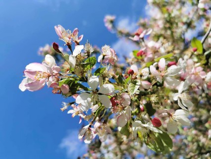 Colourful pink and white blossoms of an ornamental apple tree (malus), spring atmosphere in front