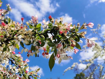 White-pink blossom branch of an ornamental apple tree (malus) stretches into the sky, spring