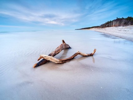 Long exposure, driftwood on Baltic Sea beach in the evening, Darß west beach after storm,