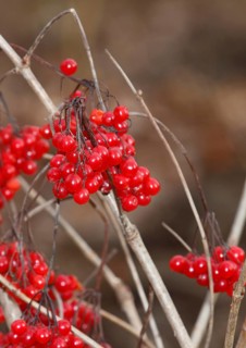 Fruits Guelder rose (Viburnum opulus), in winter, North Rhine-Westphalia, Germany