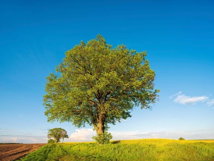 Cultural landscape in spring, old lime trees on a dirt road, grain and rapeseed fields, blue sky,