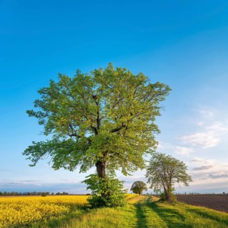 Cultural landscape in spring, old lime trees on a dirt road, grain and rapeseed fields, blue sky,