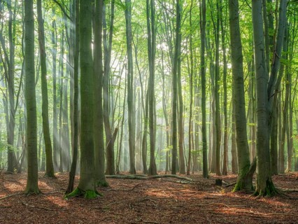 Natural old beech forest with morning fog and sun rays, Hohe Schrecke mountain range, Thuringia,