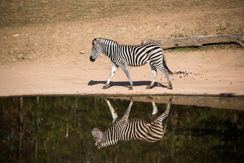 A Chapman's zebra (Equus quagga chapmani) mirrored in a waterhole on a sunny day. South East Africa