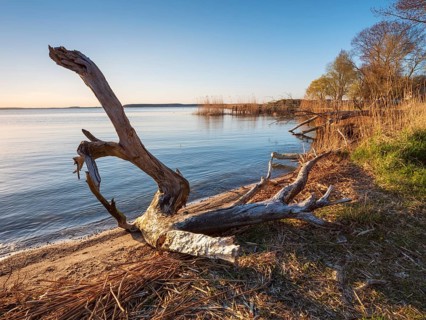 Bathing area with driftwood at Peenestrom, Lieper Winkel, Usedom island, Mecklenburg-Western