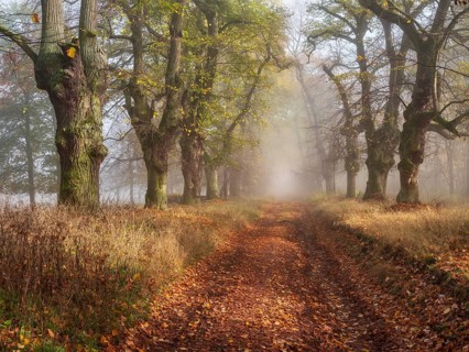 Old Linden avenue am Kyffhäuser with last colorful leaves in fog and sunshine in autumn,