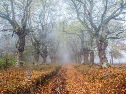 Old Linden avenue am Kyffhäuser with last colorful leaves in fog in autumn, Kyffhäuserkreis,
