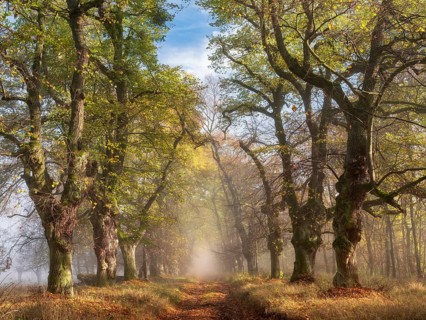 Old Linden avenue am Kyffhäuser in fog and sunshine in autumn, Kyffhäuserkreis, Thuringia, Germany