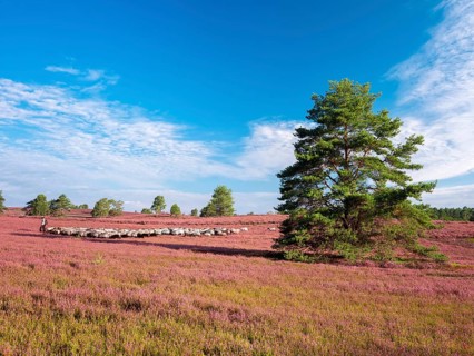 Typical heathland on Brunsberg with blooming heather and flock of sheep with shepherds, heather