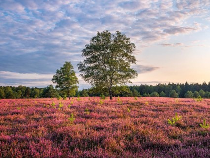 Typical heathland with blooming heather, birch and juniper in the Oberoher Heide, Lüneburger Heide,