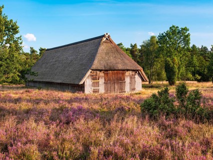 Typical heathland with blooming heather, traditional sheepfold and juniper in the evening light,