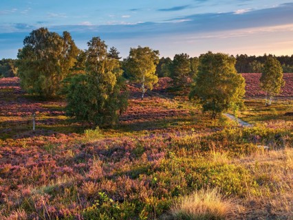 Typical heathland on Brunsberg with blooming heather and birch trees in the morning light,