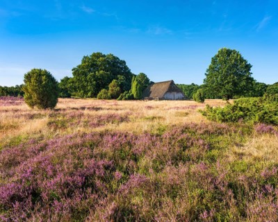 Typical heathland with blooming heather, traditional sheepfold and juniper, Lüneburg Heath, Lower