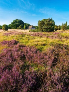 Typical heathland with blooming heather, traditional sheepfold and juniper, Lüneburg Heath, Lower