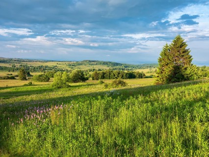 Typical landscape in the Rhön Biosphere Reserve, wildflower meadow with snake knotweed,