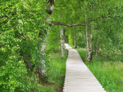 Boardwalk through the moor, Schwarzes Moor, Bischofsheim in the Rhön, Lower Franconia, Rhön,