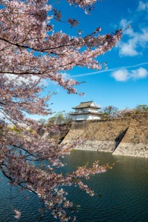 Watch tower at Osaka Castle Wall, blooming cherry trees in a moat park with water, Chuo-ku, Osaka,