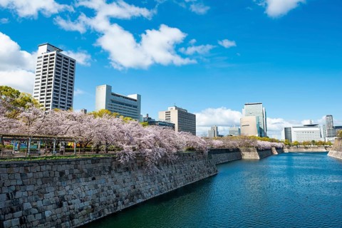 Skyscrapers and cherry blossoms on the moat with water at Osaka Castle, Chuo-ku, Osaka, Japan
