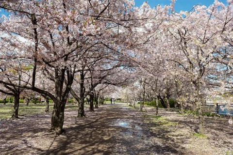 Blooming cherry trees in a park at Osaka Castle Moat, Chuo-ku, Osaka, Japan