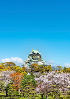 Osaka castle with blooming cherry trees in the park, Osaka Castle Park, Chuo-ku, Osaka, Japan