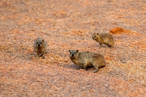 Three rock hyraxes (Procavia capensis) on stony ground in the desert landscape of Spitzkoppe,